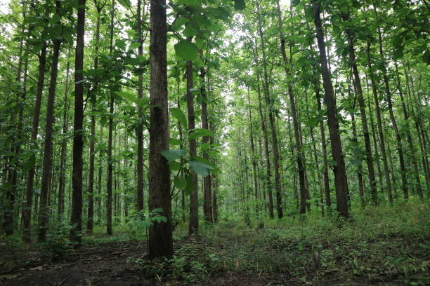 istock View of green teak trees in the forest 2199805243