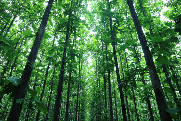 Green trees in the forest in summer.