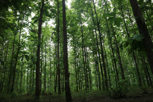 istock View of green teak trees in the forest 2199805369
