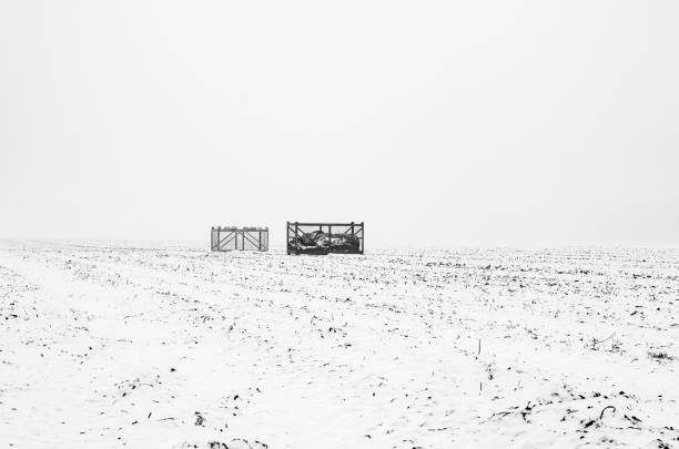 During winter two crates are staning on a with snow covered meadow. Serene scene