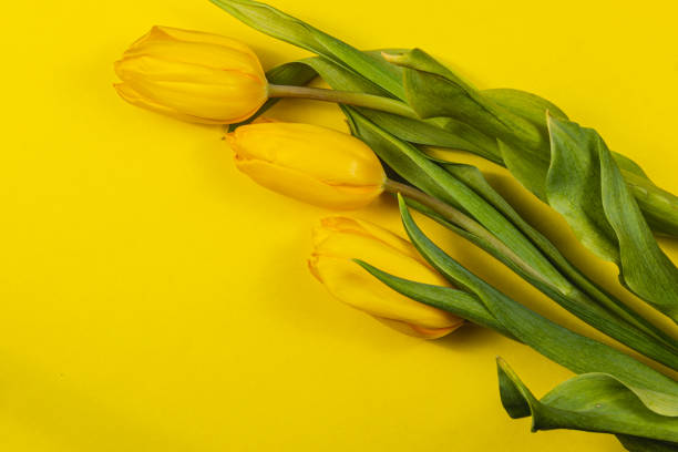Bright yellow tulips with fresh green leaves rest against a vibrant yellow backdrop, symbolizing joy and warmth for Mother's Day and International Women's Day in the spring season.
