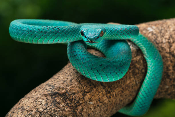 istock Blue white lipped pit viper Trimeresurus insulari 2199806415