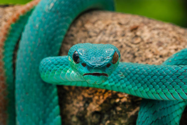 istock Blue white lipped pit viper Trimeresurus insulari 2199806433