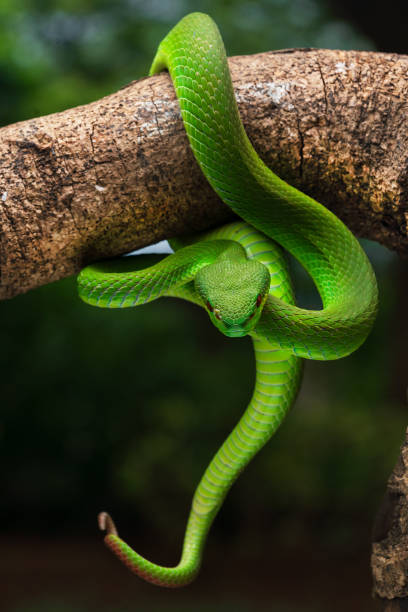istock Green white lipped pit viper Trimeresurus insularis 2199806462