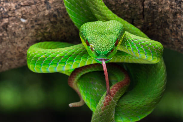 istock Green white lipped pit viper Trimeresurus insularis 2199806491