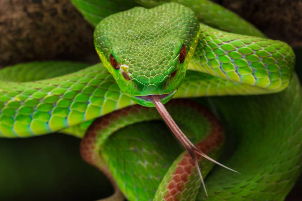 istock Green white lipped pit viper Trimeresurus insularis 2199806514