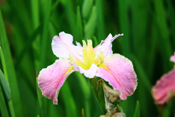 blooming Iris or Flag or Gladdon or Fleur-de-lis flowers,white with yellow Iris flowers growing in the garden