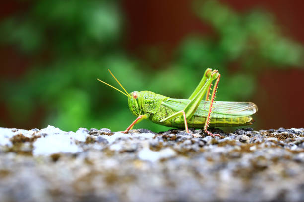 Grasshopper resting on the gravel ground