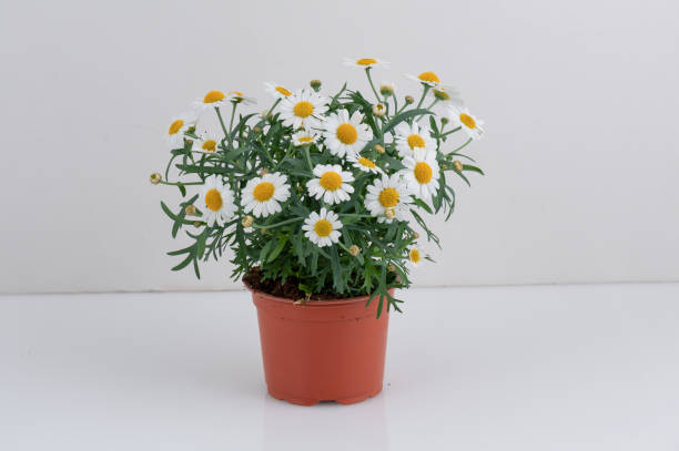 istock Golden button flower tree blooming in a pot  isolated nature background with clipping path 2199809022