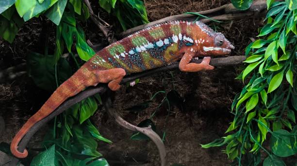 istock The lizards are kept in a glass tank. 2199810389