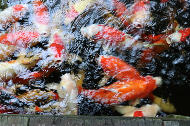 The koi in the large pond have beautiful colors.