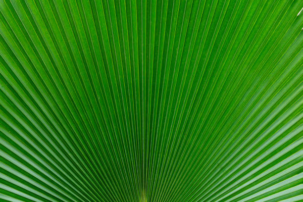 istock The texture of natural leave in garden 2199810470