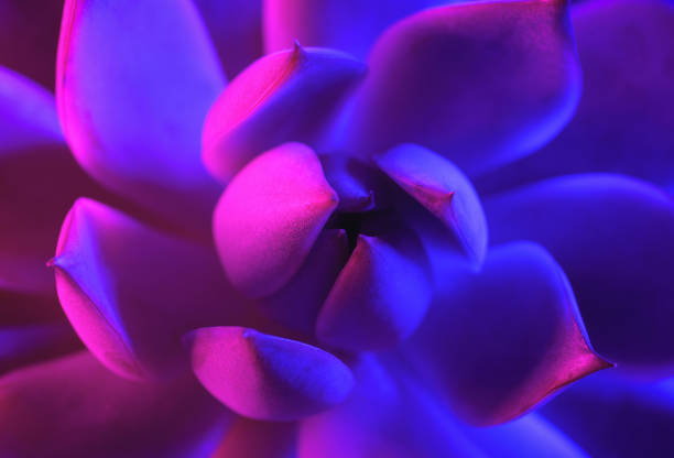 Abstract succulent in neon fluorescent light pink blue glowing dark background.flat lay close-up macro texture botany shape desktop wallpaper design.