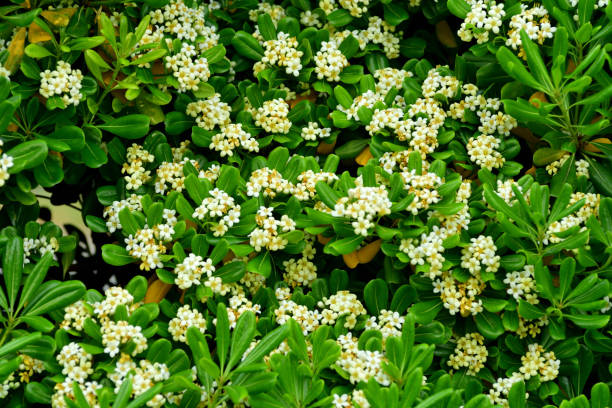 istock Pittosporum tobira: Sweet Smelling, Evergreen, Flowering Plant 2199811298