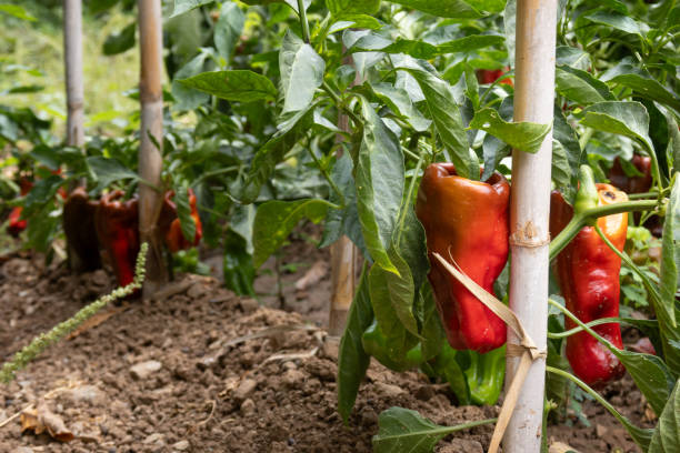 istock Garden with red pepper plants 2199811602