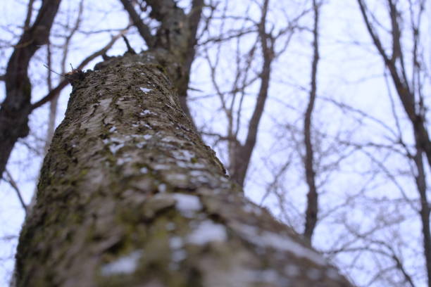 Close-up of a tree trunk with textured bark covered in snow flakes. Shooting from the bottom up creates the effect of immersion in the forest atmosphere. The background is blurred, with silhouettes of other trees emphasizing the depth of the frame. High quality photo
