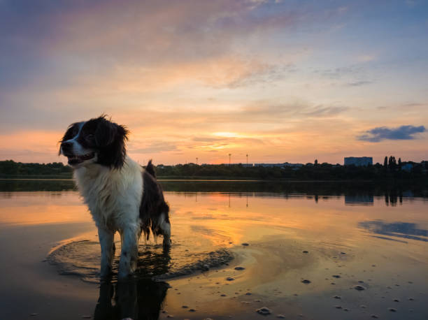 istock Happy dog refreshing as walking in the pond water over sunset background with reflection on the lake surface. Pet enjoying the silence of the sundown, looking attentive aside 2199813657