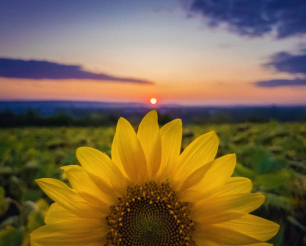 Vibrant autumn sunset as sun circle touching a rich sunflower petals crown. Beautiful fall scene, crop and harvest concept. Farm field idyllic view.