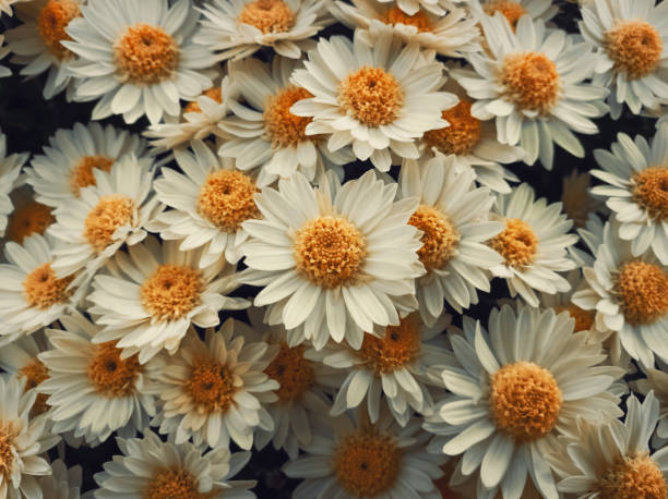 Top view close up of white daisies bouquet composition. Texture pattern of blooming chamomile flowers, fresh nature cute background.