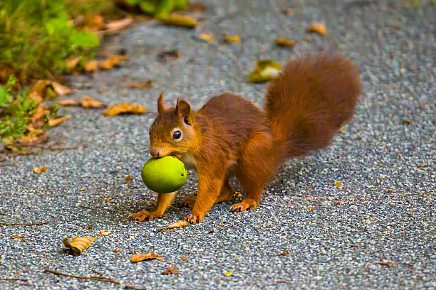 a wild squirrel (Sciurus vulgaris) looks for and finds a walnut in a bowl on a balcony with flower pots in the northern German city of Hamburg. Background of green back yard