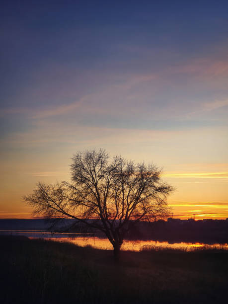 istock Bare tree silhouette against autumn sunset sky background. Idyllic steppe nature landscape, vertical shot. Late fall rural scene near lake, seasonal peaceful mood. 2199813874