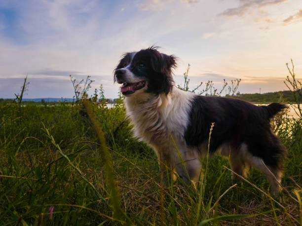 istock Joyful dog walking outdoors in a summer evening, stands on a green grass field looking attentive over sunset background in a countryside place 2199814159