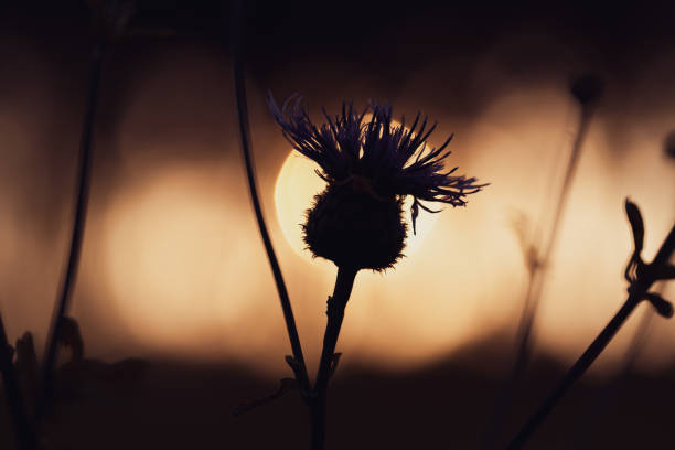 A flower is silhouetted against the sun. The sun is setting and the flower is in the foreground