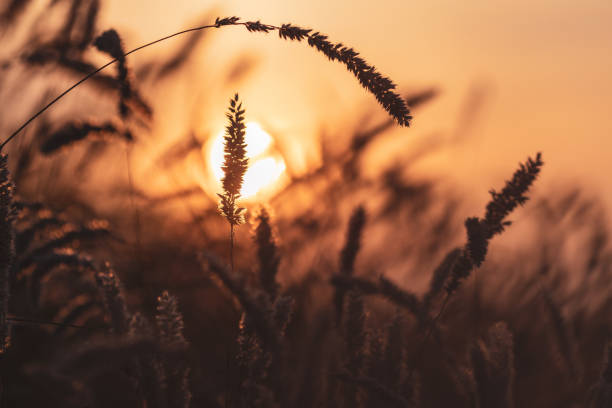 istock A field of tall grass with a sun in the background 2199816406