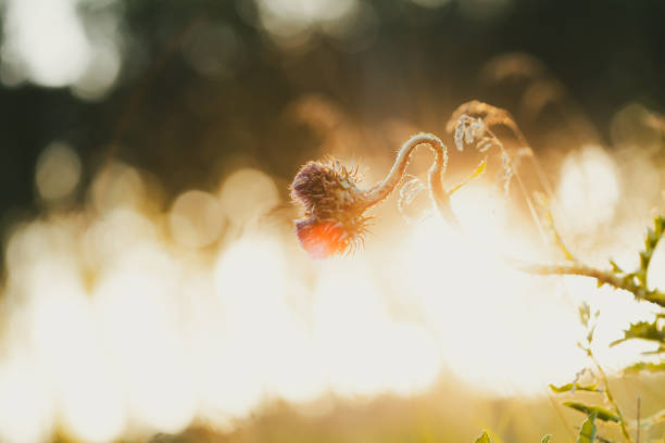 A flower with a red center is in the sun. The sun is shining on the flower, making it look like it's glowing