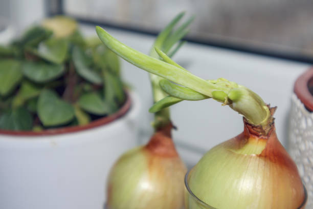 istock .a sprouting bulb with young green sprouts growing from its upper part. 2199817464