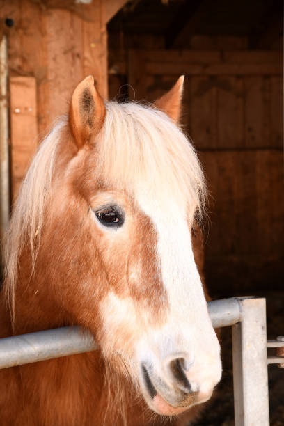 istock The image shows a light colored horse with a long mane 2199817715