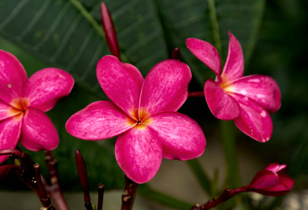 istock three pinkish flowers with a yellow center 2199820029