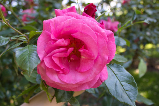 A delicate pink rose in full bloom with soft petals and green leaves, captured in natural daylight with a blurred garden background.
