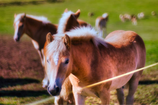 Haflinger horses in the Thuringian Forest