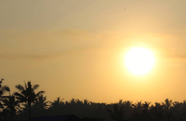 A serene view of the golden sun rising above a horizon lined with palm trees, creating a tranquil and warm ambiance, ideal for evoking feelings of peace, warmth, and new beginnings