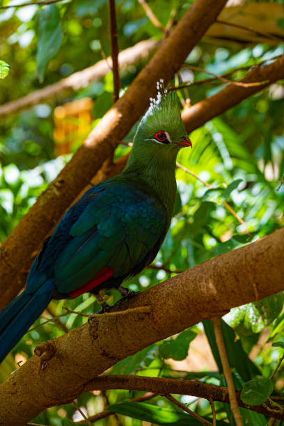 istock Close-up view on bird Turaco 2199824845