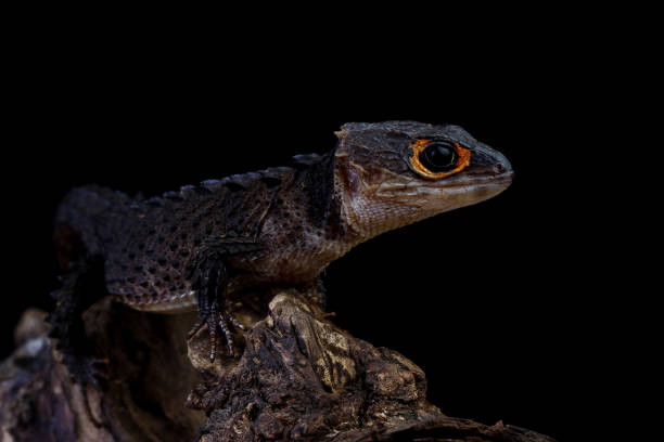 istock crocodile skink sitting on a wood 2199825141