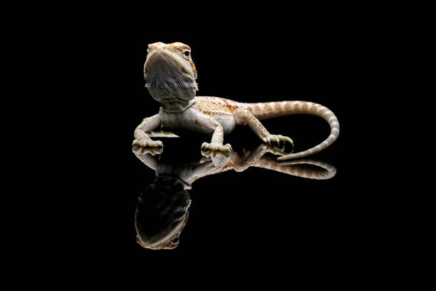 istock bearded dragon isolated on black background 2199825194