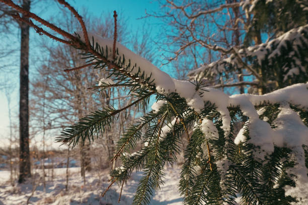 Close up of a tree branch during winter