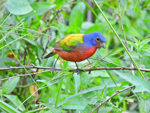 istock Painted Bunting (Passerina ciris) - male perched on branch 2199826127