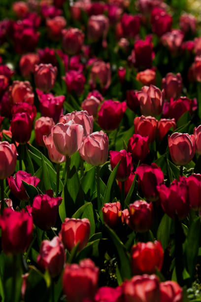 istock Red and Pink Tulips 2199826158