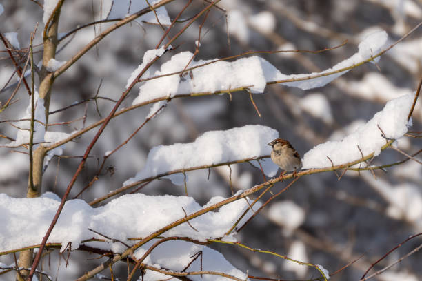 A small bird is perched on a branch covered in a thick layer of snow. The branch is bare and the snow is deep, creating a serene winter scene. The bird appears to be brown in color