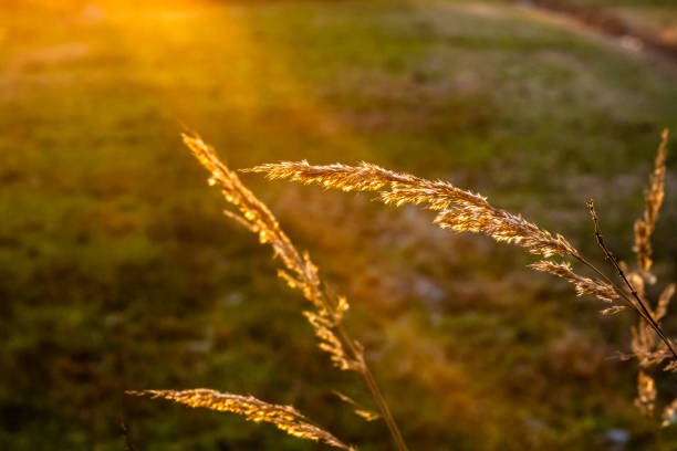 four blades of grass in golden sunlight with a meadow in the background