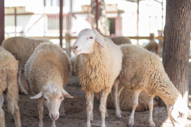 Sheep in the farm, selective focus, shallow depth of field