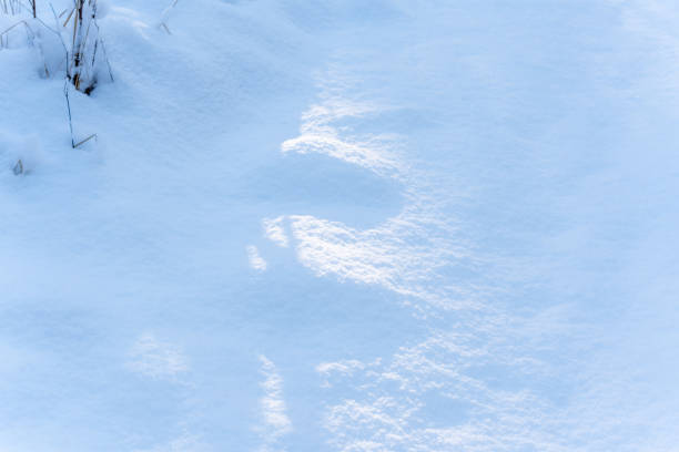 Shadows of Family on the Snow