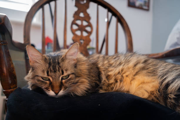 A sleepy, long haired tabby cat lying on a wooden chair, close up horizontal photo.