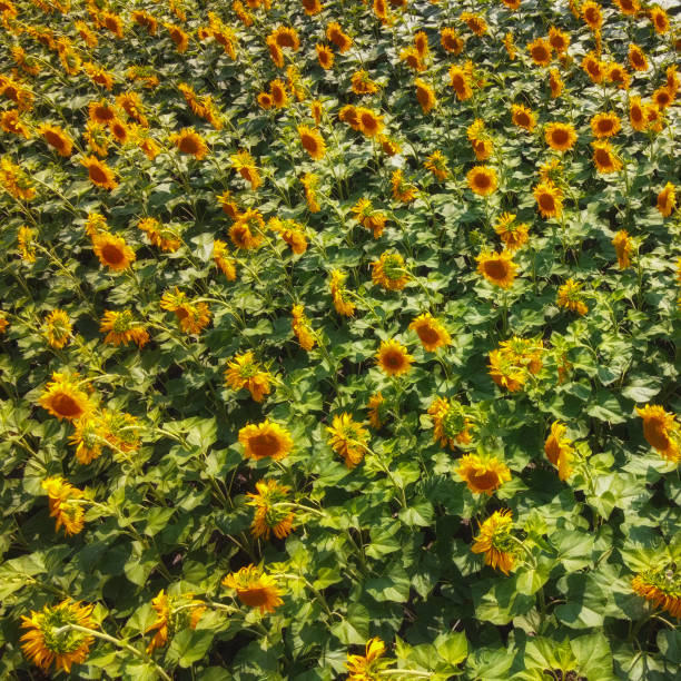Sunflower flowers in the field, top view.