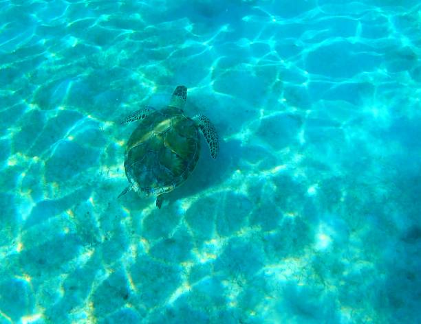 A young Green Sea Turtle swimming in the Caribbean sea