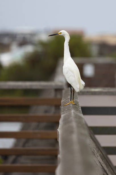 Snowy Egret stands undisturbed on boardwalk railing at Bolsa Chica Ecological Reserve in Huntingdon Beach, California, USA, in vertical photo