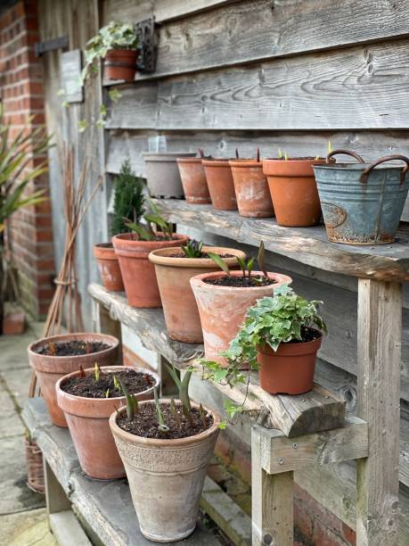 istock Plant pots on wooden shelf 2199834185